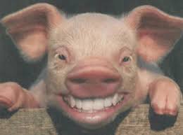 pig with teeth